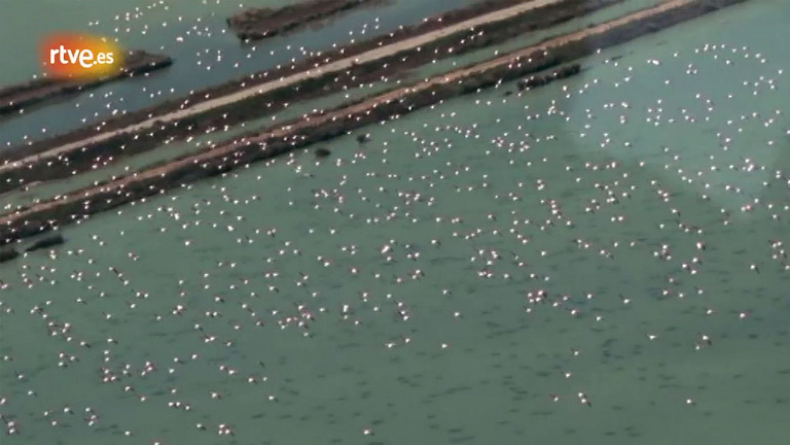 La singularidad de Doñana y su conservación - Crónicas | Ver