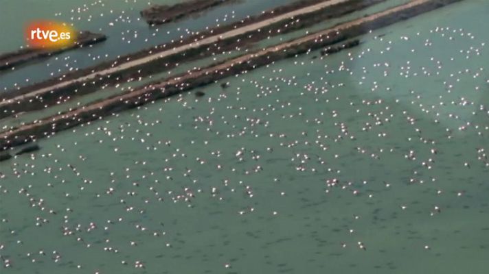 Crónicas - La singularidad de Doñana