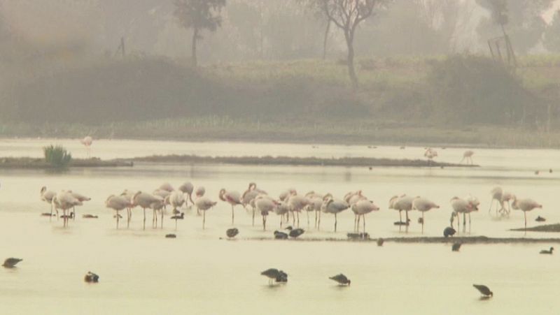 Doñana, laboratorio vivo