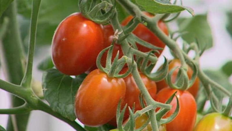 Secuenciado el genoma del tomate común