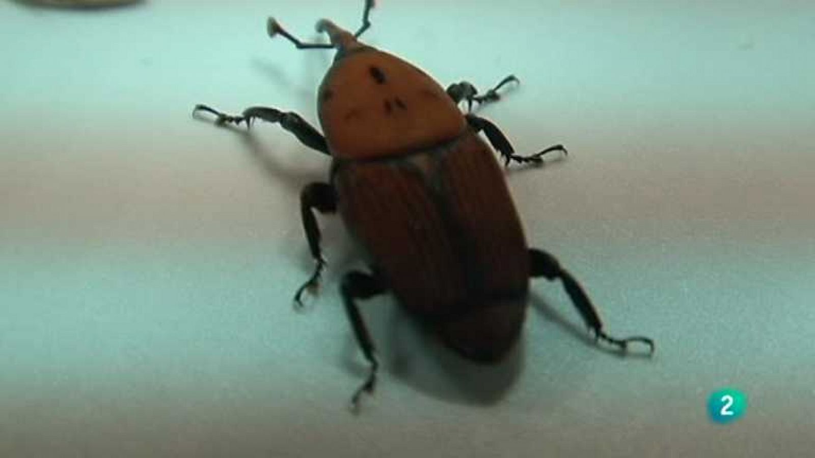 El escarabajo verde - Escarabajo de destrucción masiva - Ver ahora