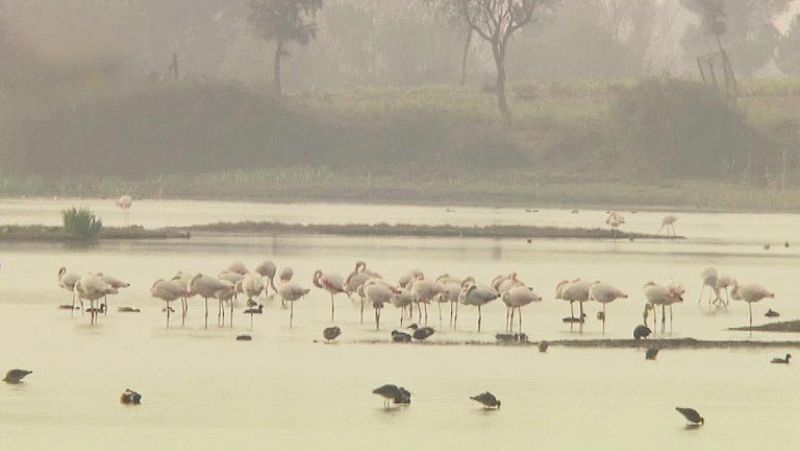 Baja el nivel freático de los acuíferos de Doñana