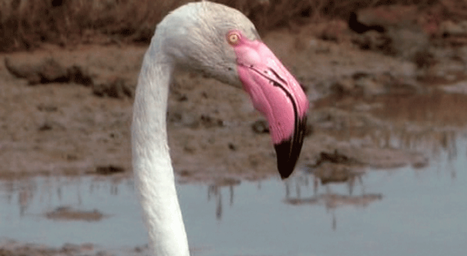 La Aventura del Saber. Parque Natural Bahía de Cádiz