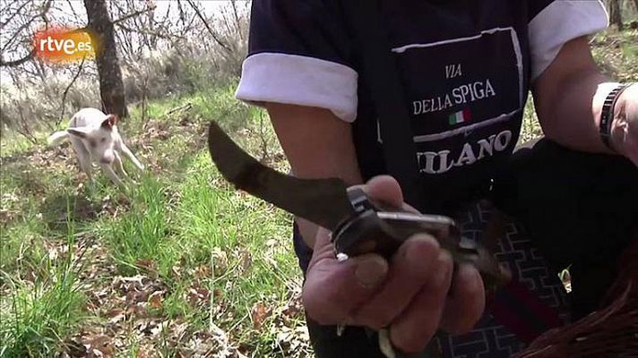 Conectando España - Puebla de Sanabria: Recoger boletus