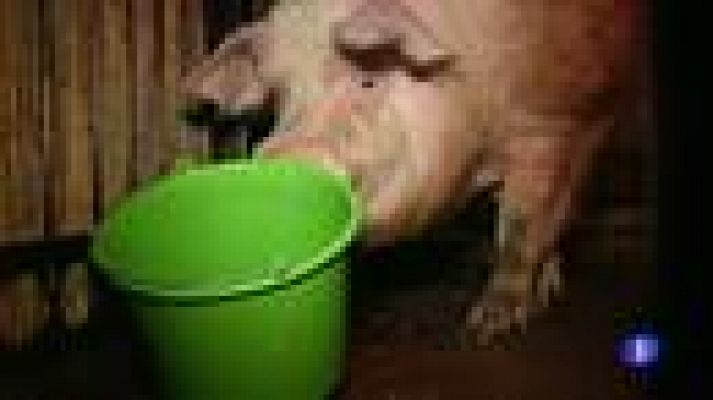 Telediario 1 - La elefanta 'Chita' y el cerdo 'Funtik' emulan al pulpo Paul