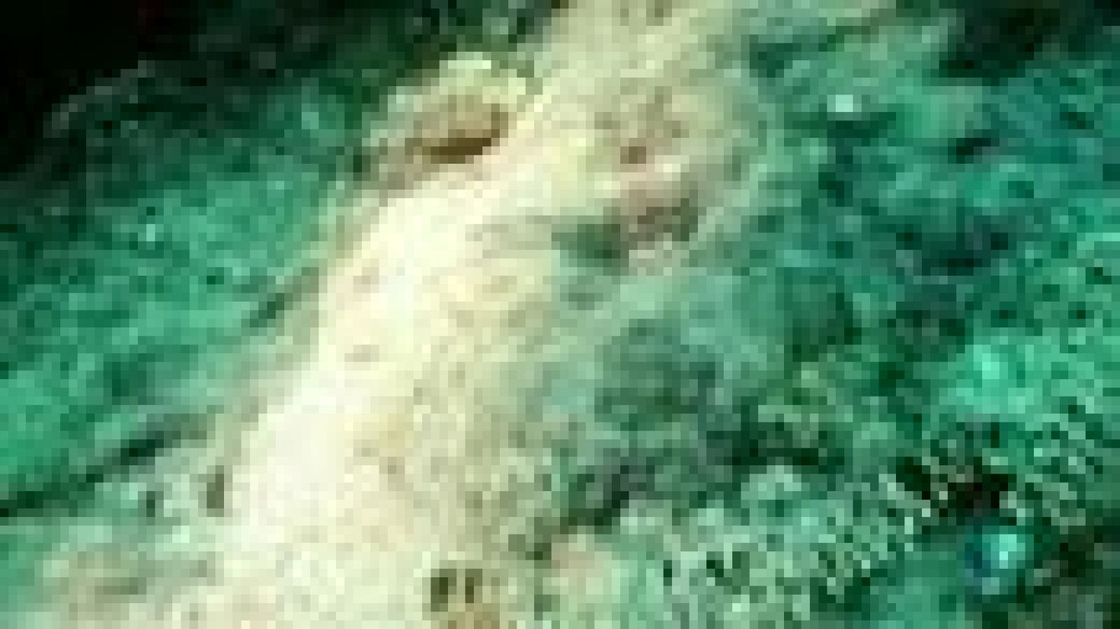 La Aventura del Saber. El camuflaje en las artes