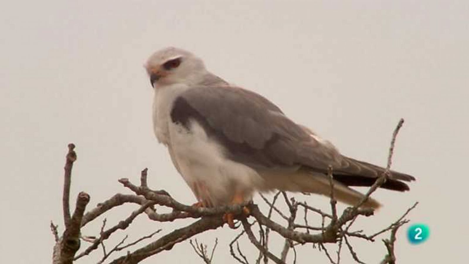 Biodiario - 10/06/12 - Ver ahora