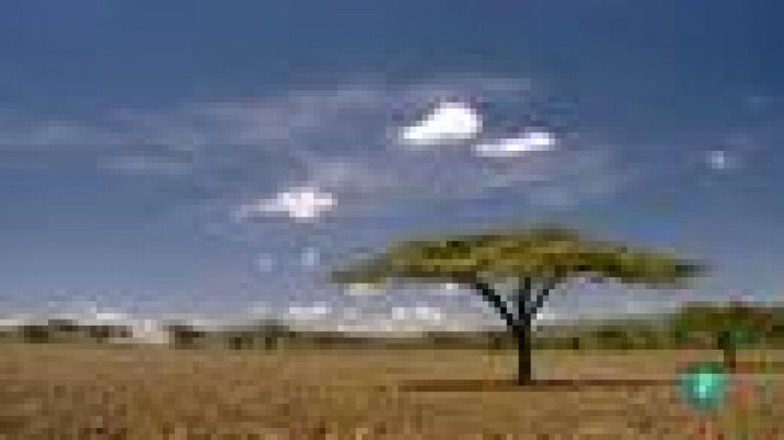 La aventura del Saber - Wangari Maathai