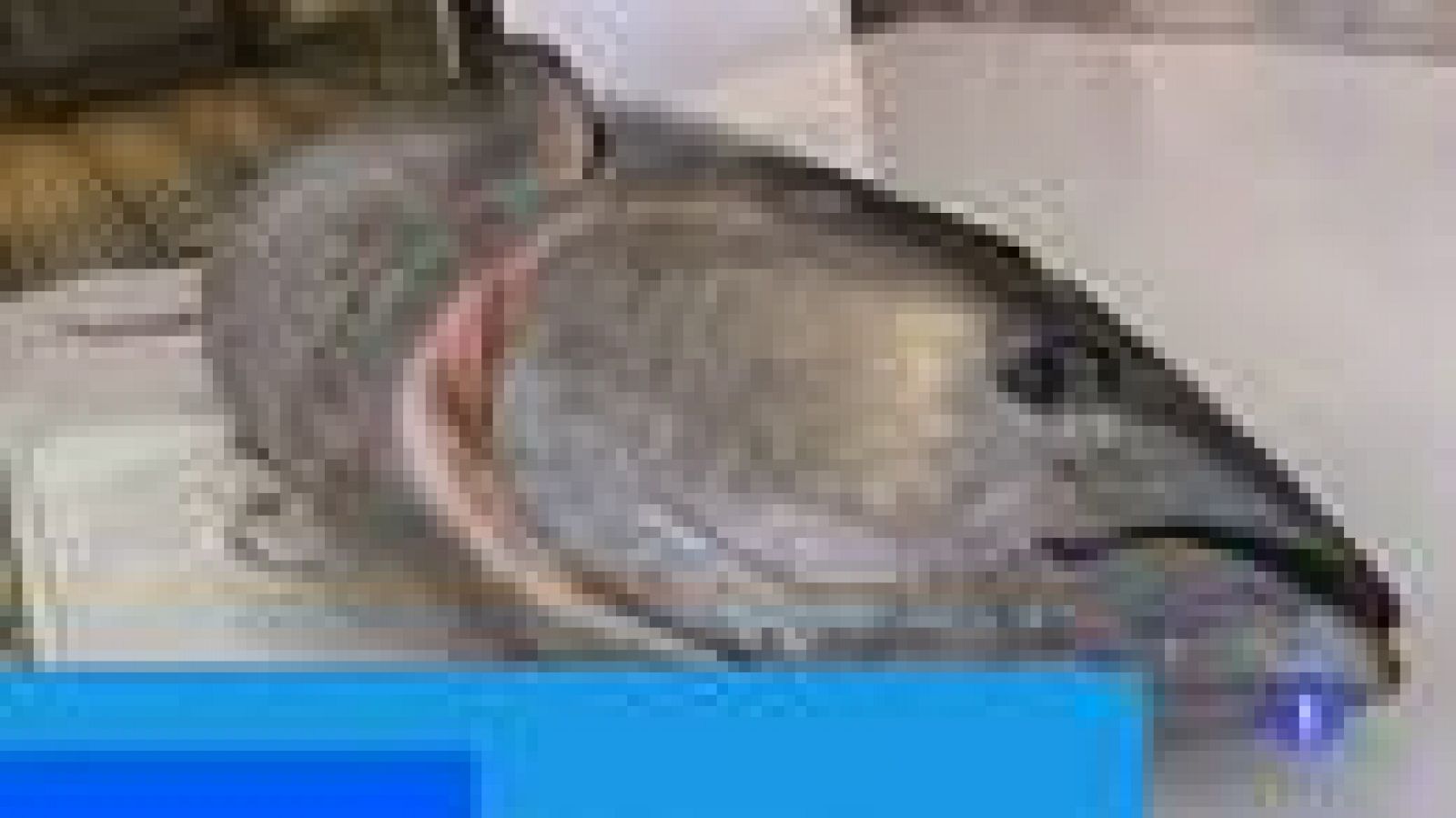 Más Gente - Más Cocina - Arranca la temporada del atún