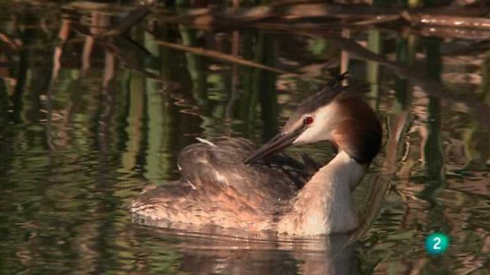 Biodiario - Biodiario - 12/06/12