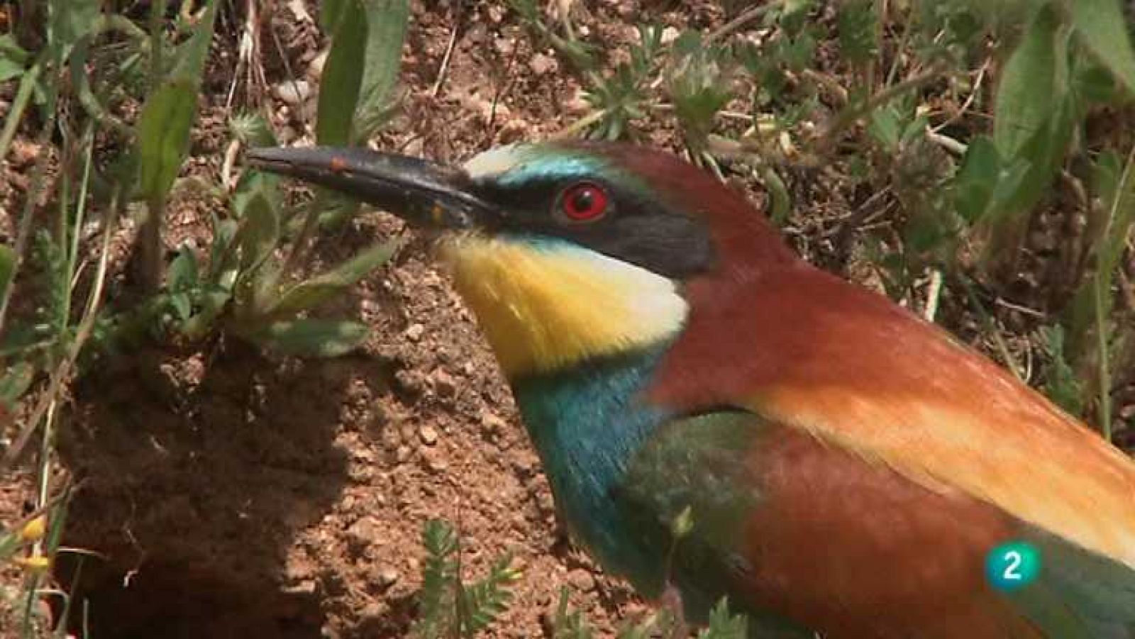 Biodiario - 13/06/12 - Ver ahora