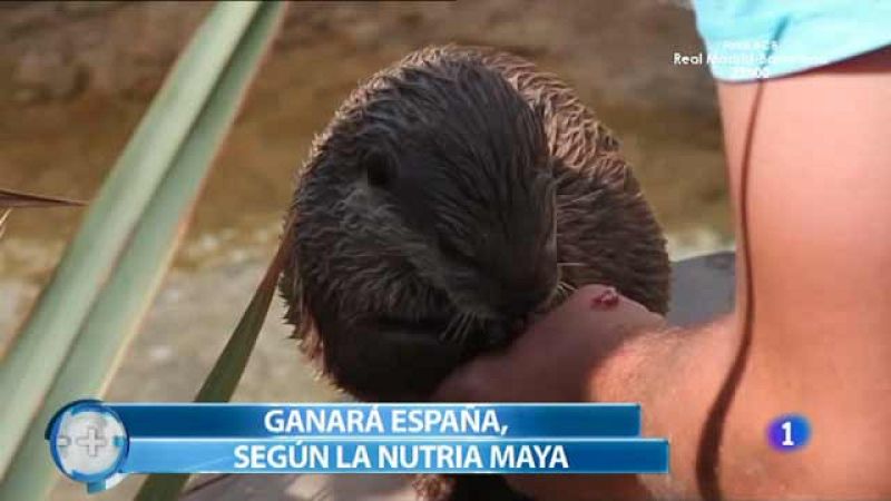 Más Gente - Un pulpo y una nutria pronostican la victoria de la Selección en la Eurocopa