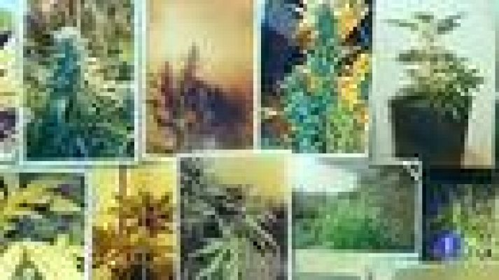 Telediario 1 - Asociaciones de consumo de cannabis