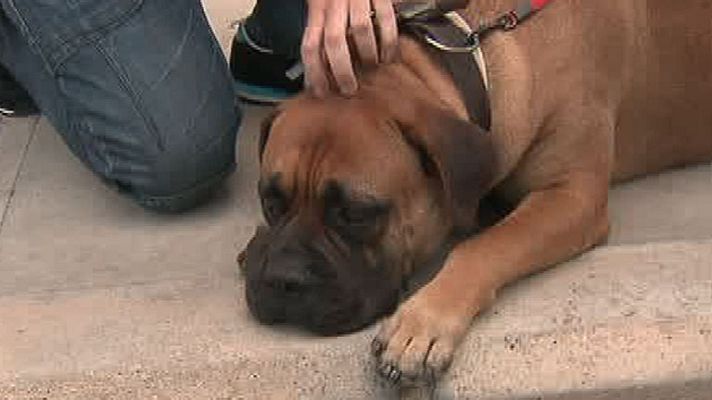 La mañana - Banco de sangre para perros