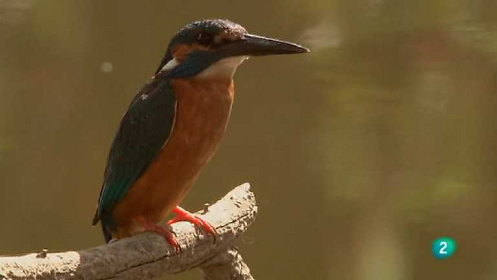 Biodiario - 24/06/12 - Ver ahora