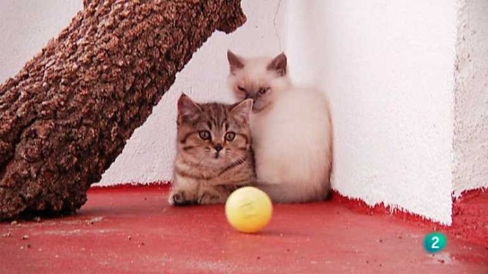 Más que perros y gatos - T2 - Capítulo 10