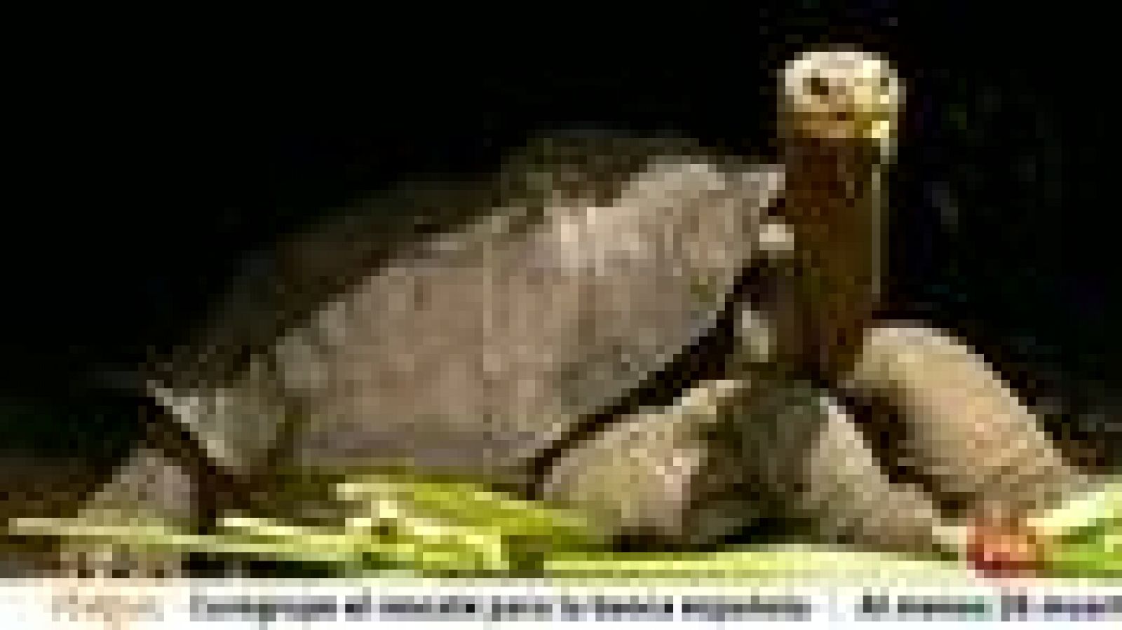 Informativo 24h: Muere sin descendencia el "solitario George", la última tortuga gigante de su especie | RTVE Play