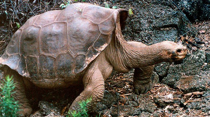 Informativo 24h - Muere sin descendencia el "solitario George", la última tortuga gigante de su especie