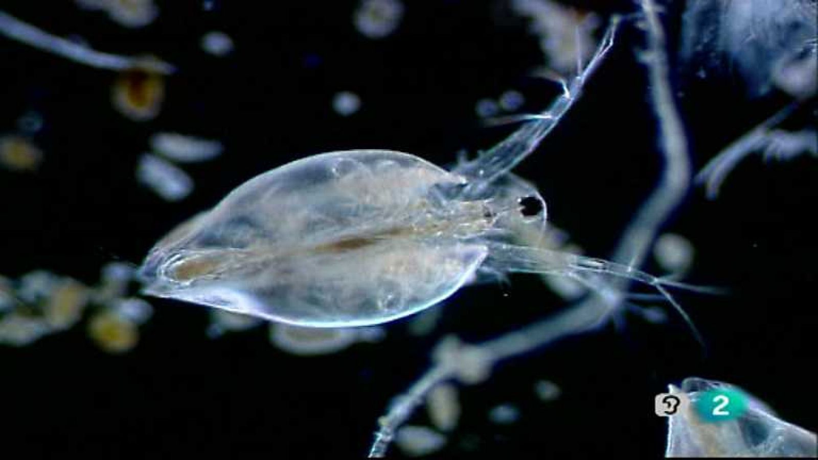 Los mundos diminutos - Una charca entre las rocas - Ver ahora