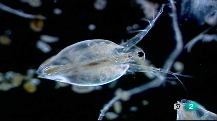 Mundos diminutos - Una charca entre las rocas