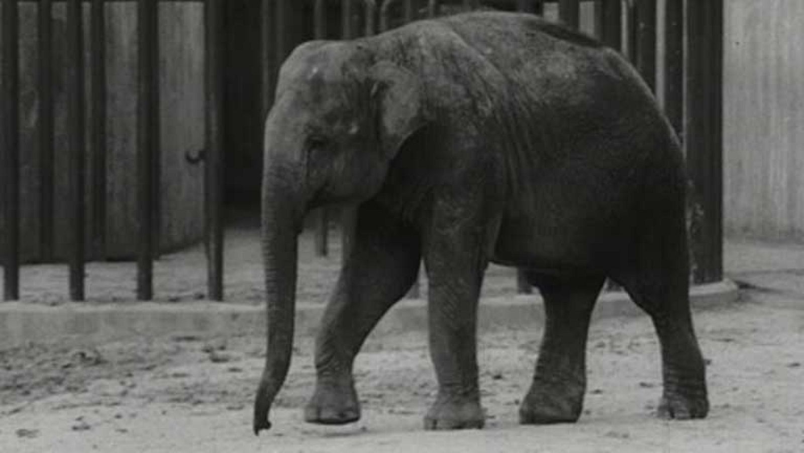 ¿Te acuerdas? - Larga vida al Zoo