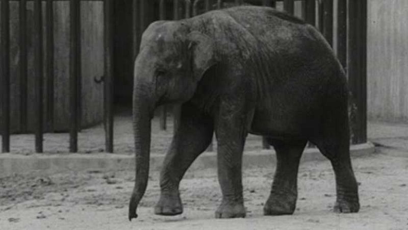 ¿Te acuerdas? - Larga vida al Zoo