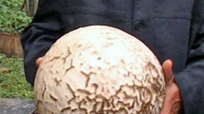 On Off - On Off: Dos kilos de champiñón