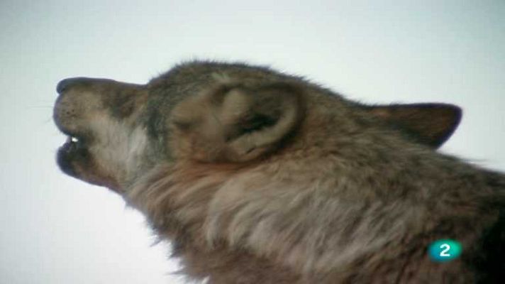 El hombre y la Tierra - El lobo