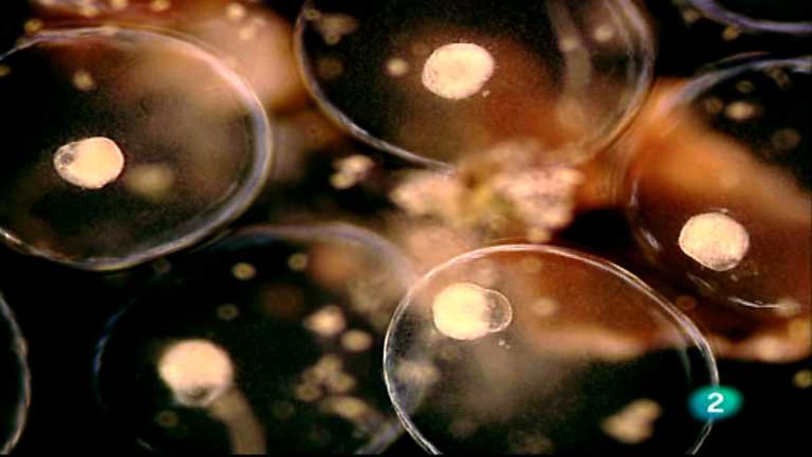 Los mundos diminutos - Aguas recién nacidas - ver ahora