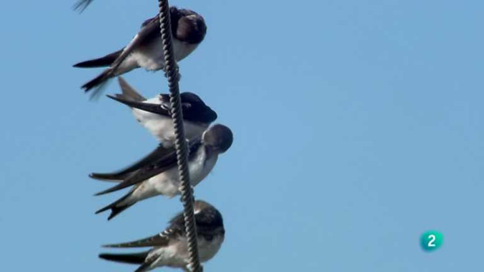 Biodiario - 27/06/12 - ver ahora