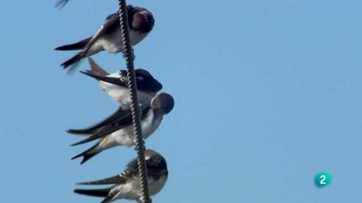 Biodiario - Biodiario - 27/06/12