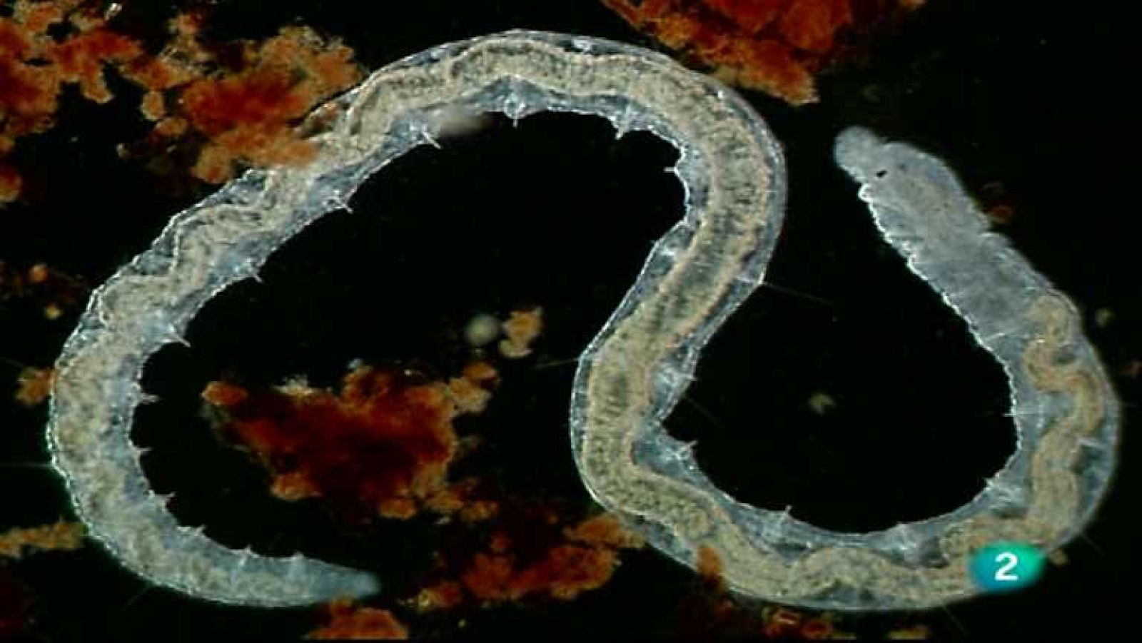 Los mundos diminutos - El río invisible - ver ahora