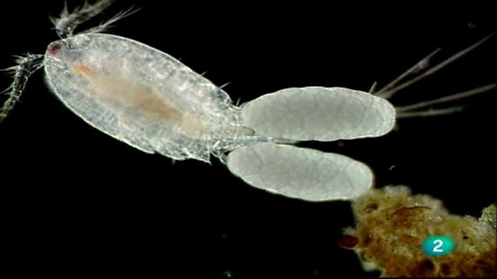 Los mundos diminutos - Charcas efímeras - ver ahora