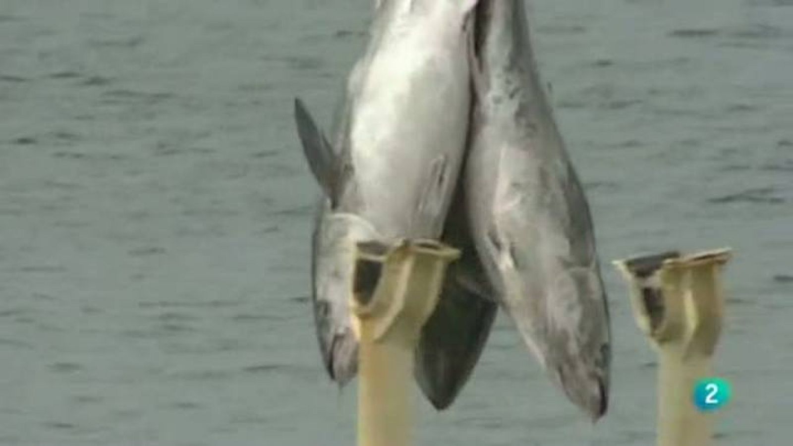 Para Todos La 2 - ONG: Pew Enviroment Group