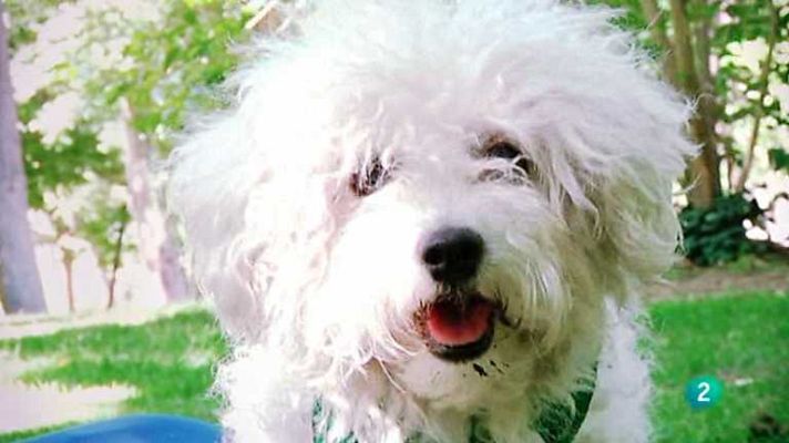 Más que perros y gatos - T2 - Capítulo 11