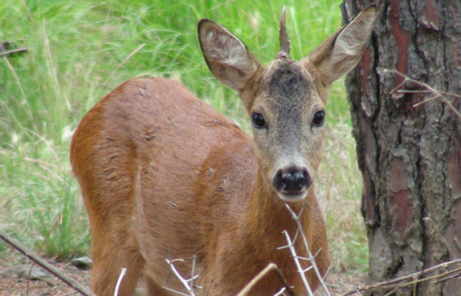 El unicornio habita en la Toscana