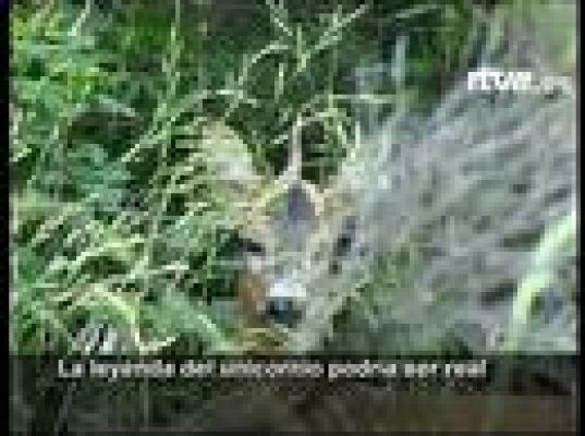  - El unicornio habita en la Toscana