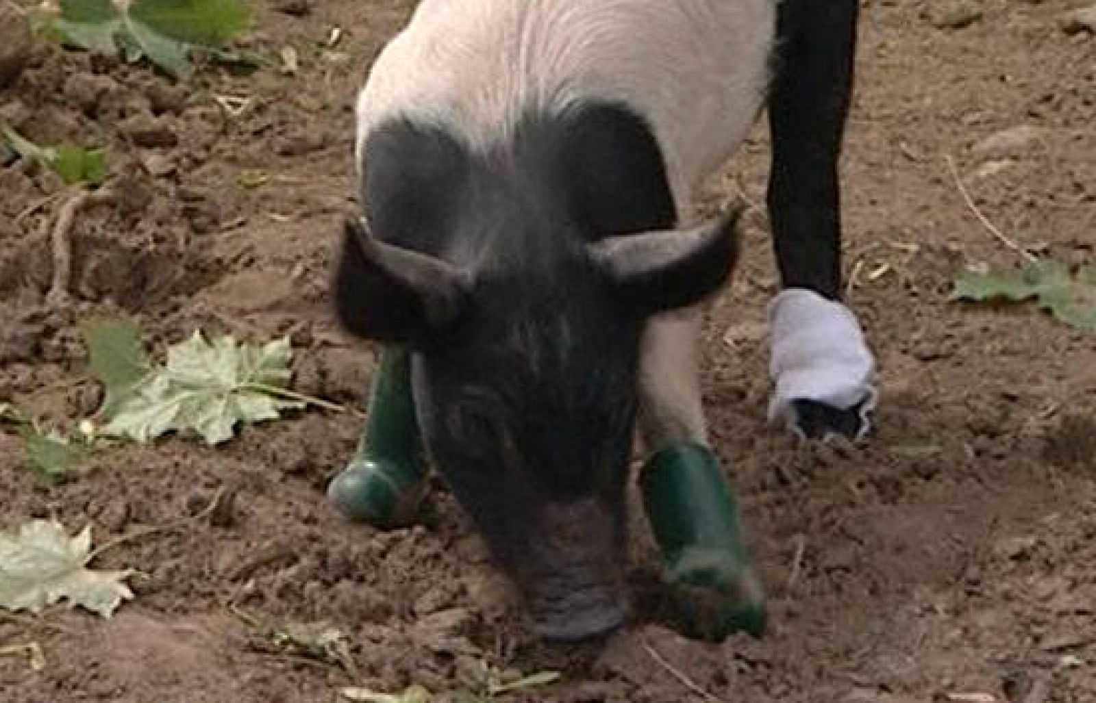 Cinders, la cerdita presumida