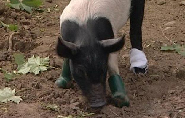  - Cinders, la cerdita presumida