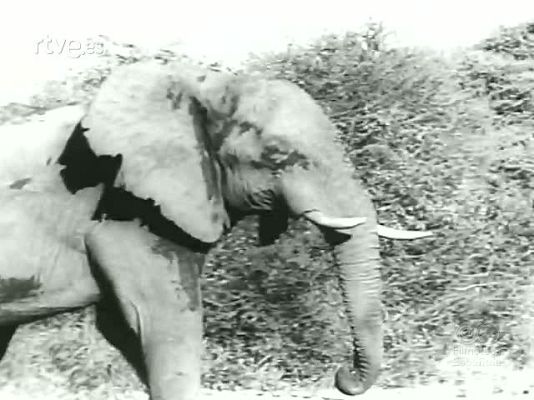 NO-DO - NOT N 1751 B