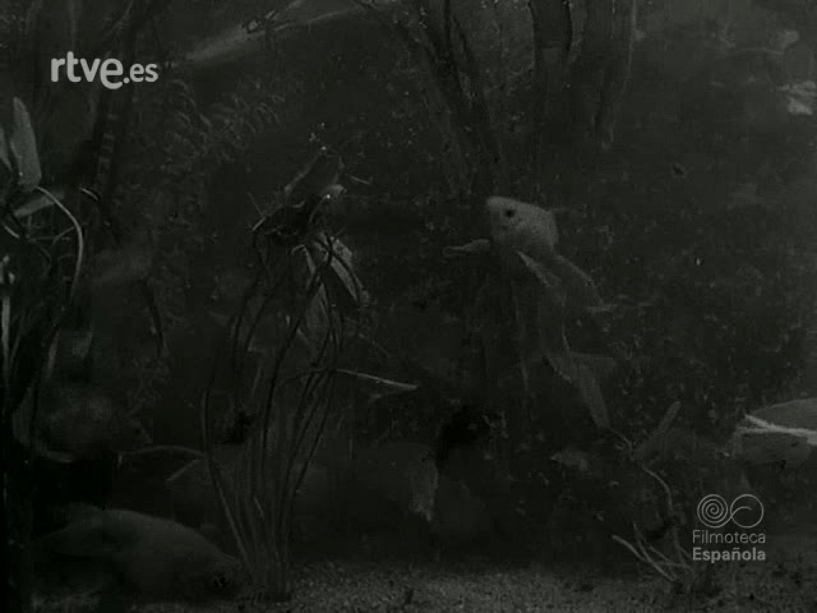 NOT N 139 B - NO-DO | Ver