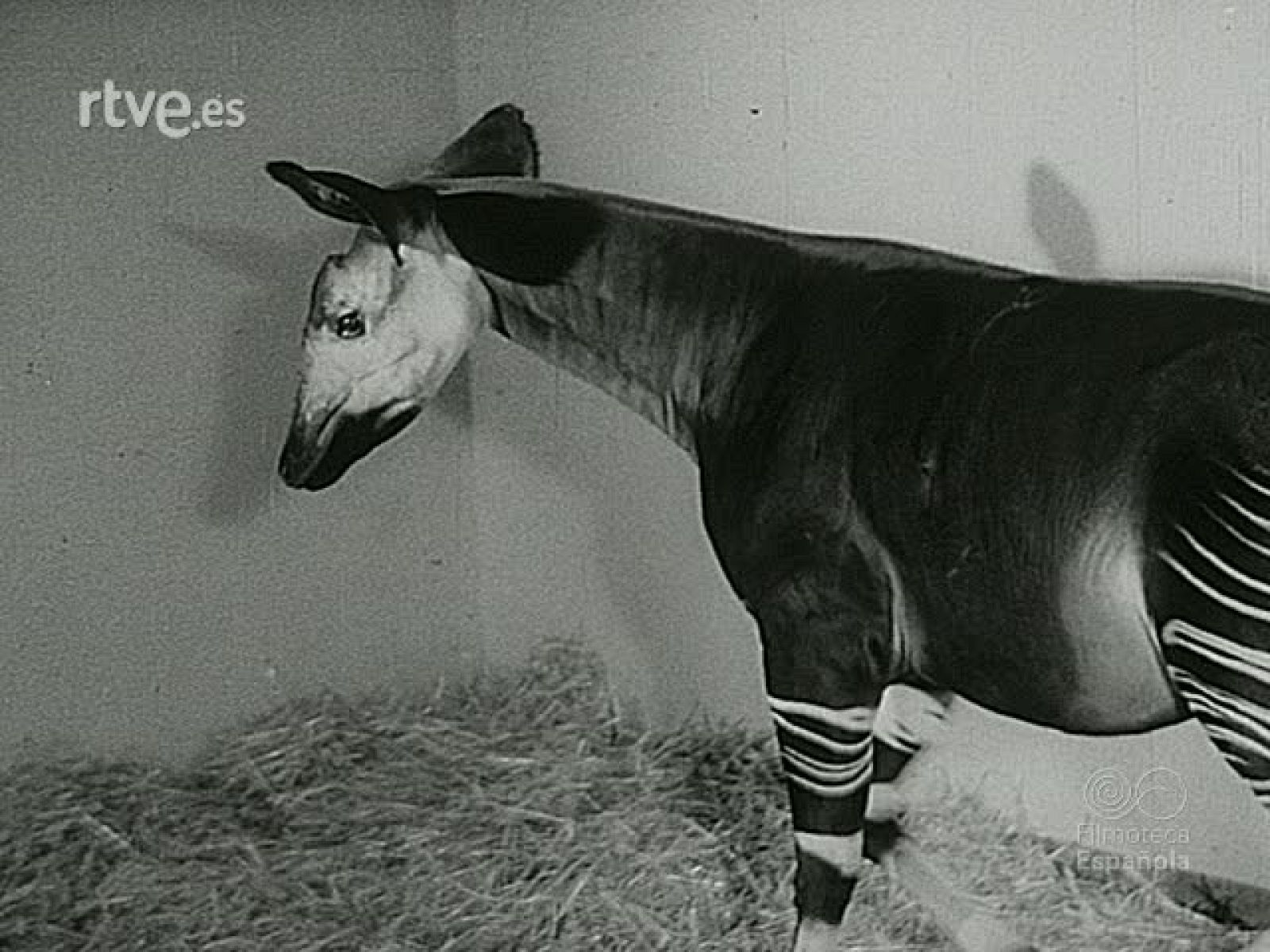 NOT N 1615 A - NO-DO | Ver