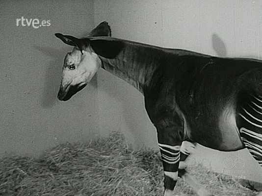 NO-DO - NOT N 1615 A