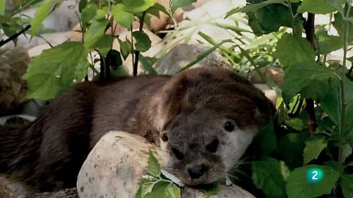 Biodiario - Biodiario - 17/07/12