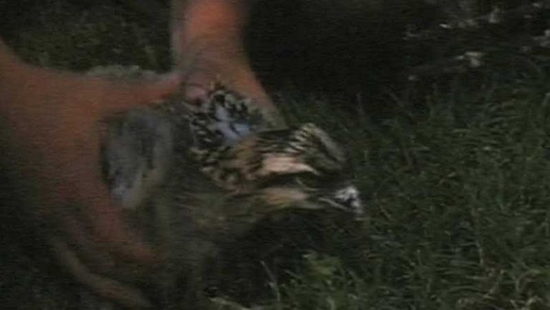 En las marismas de Huelva vuelan ya 10 polluelos de águila pescadoras