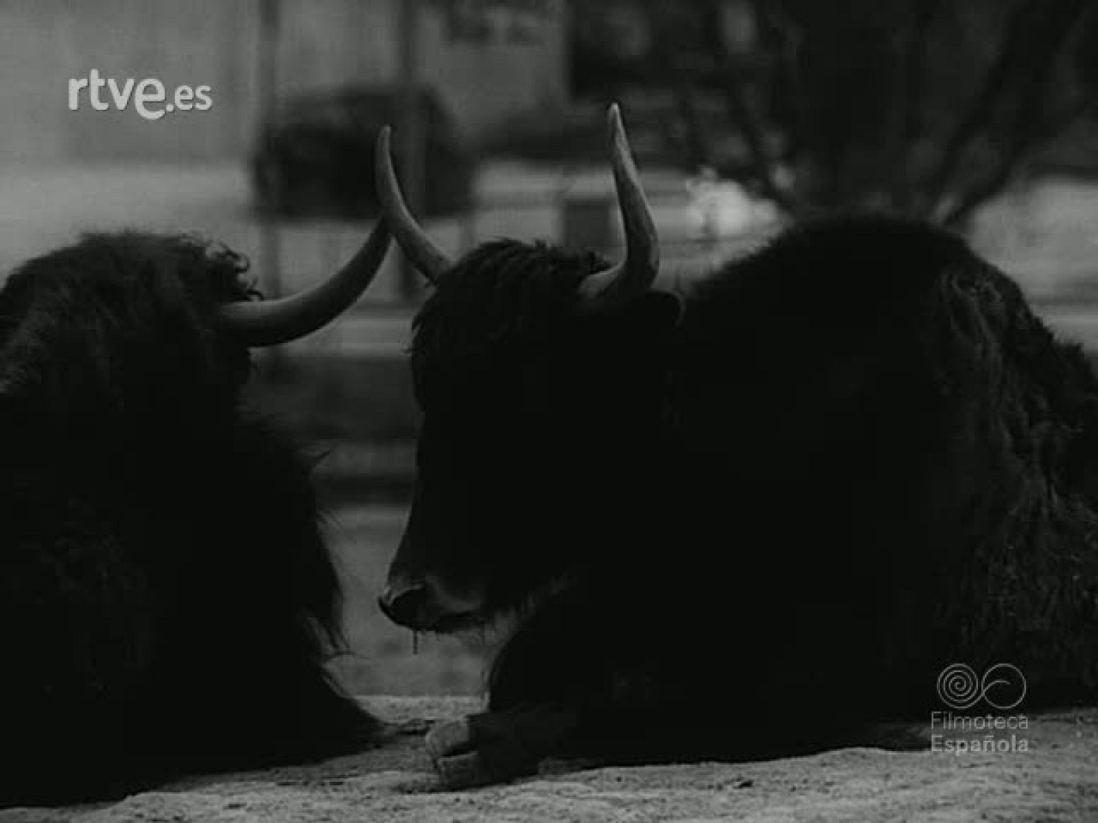 NOT N 1787 B - NO-DO | Ver