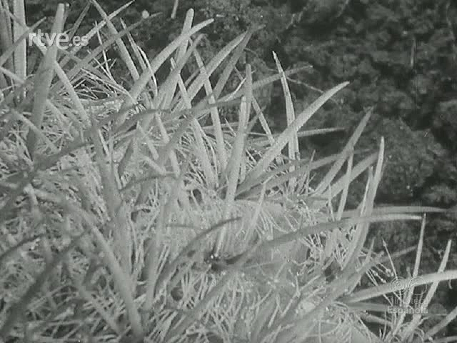 NOT N 225 A - NO-DO | Ver