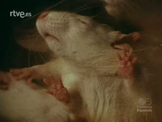 NO-DO - NOT N 1813 .