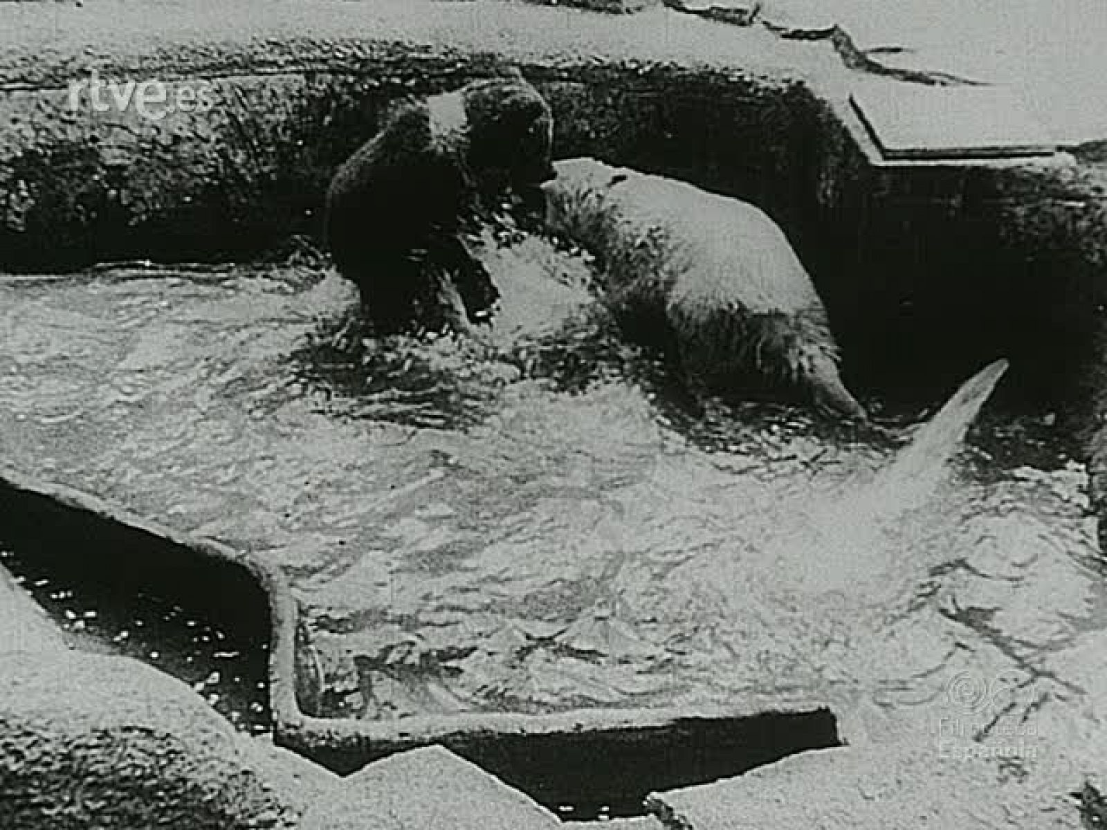 NOT N 31 B - NO-DO | Ver