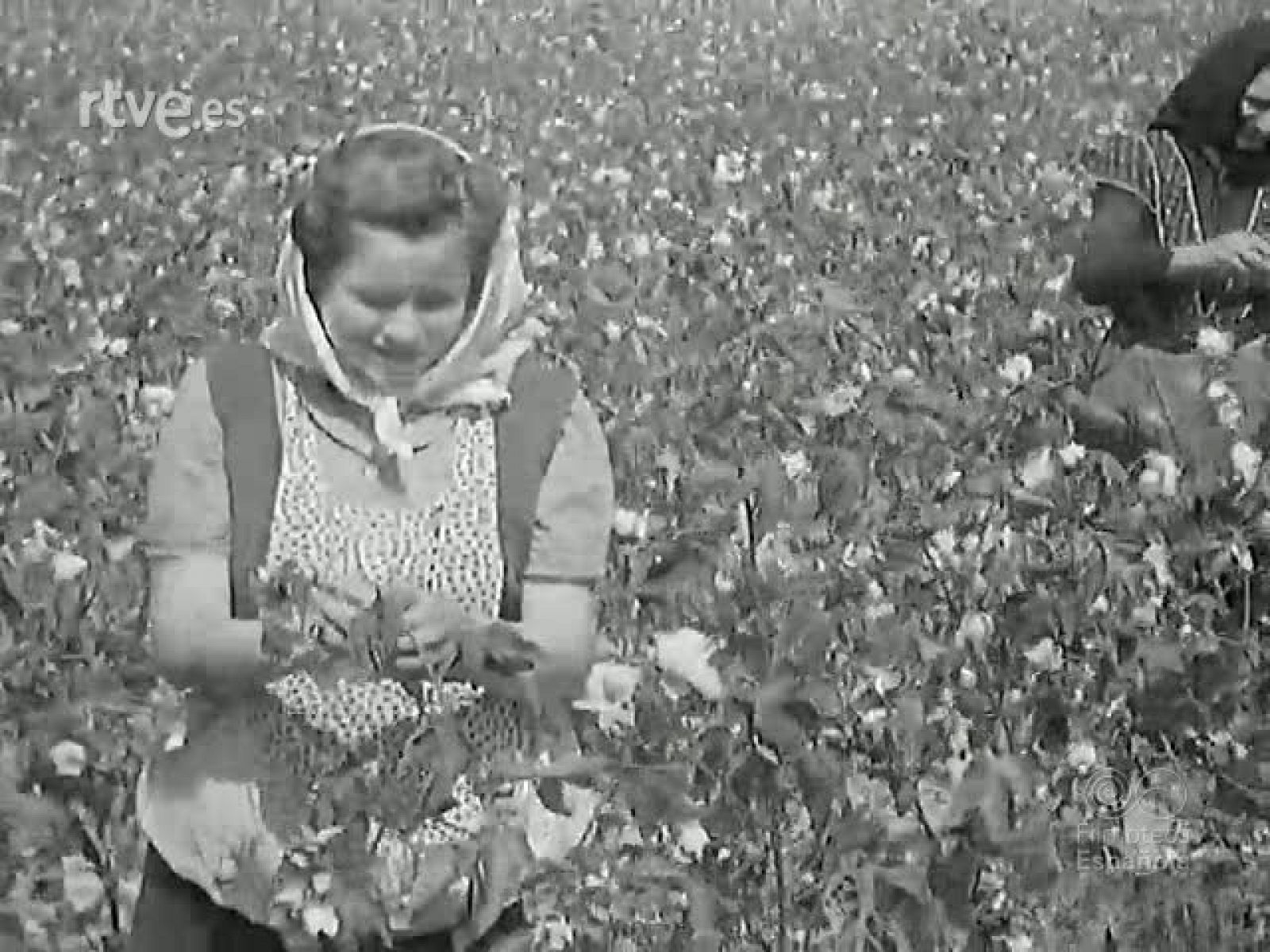 NOT N 251 A - NO-DO | Ver